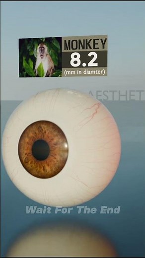 Eye Size Comparison 3D Human, Animal & Creature | 3D Real Scale | 3D Comparison | 3D Animation