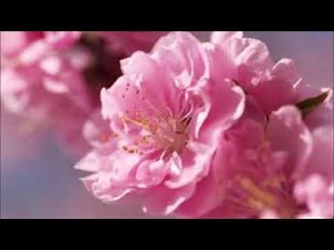わすれない（NHK「リトル・チャロ～東北編～」主題歌）（二重唱）
