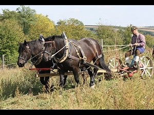 Arbeitspferde im 21. Jhd.