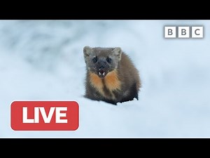 🔴 LIVE wildlife cameras 🦋 20 January ❄️ BBC Winterwatch 2023