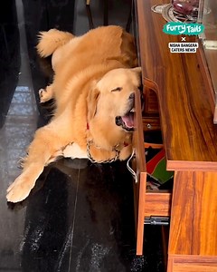 I've never seen a dog sleep so peacefully in such an uncomfortable position! 🐶🤣 | Furry Tails