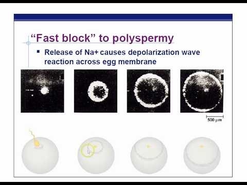 AP Biology Chapter 47 Animal Development