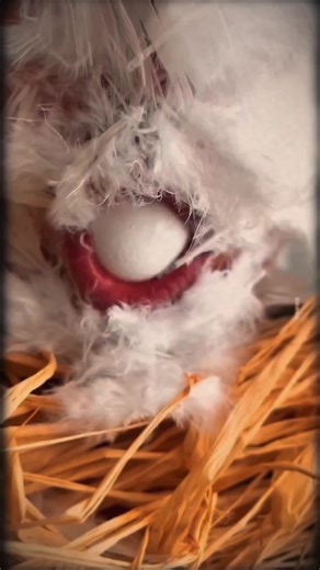 Funny Chicken Lays Eggs Compilation