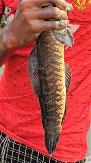 Amazing Mud Fishing! 😱 You Won't Believe What’s Hiding!