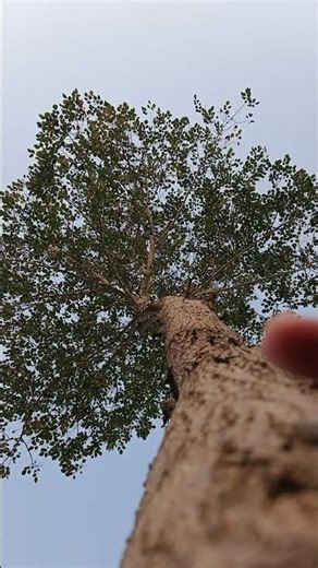 Satisfying Tree Massage Bark Part 2 #shorts #treemassage #part2