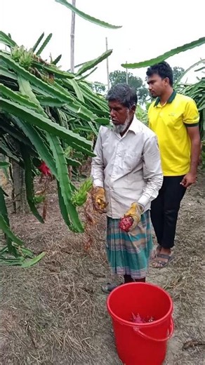বাগান থেকে ড্রাগন কাটি #short # dragon# ড্রাগন ফল