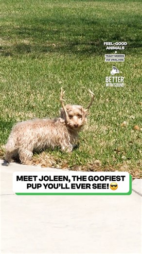 109K views · 4.7K reactions | The perfect Halloween costume!  | Fluffy Animals | Facebook