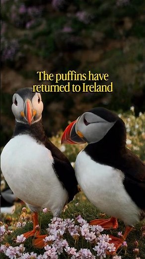 Ireland’s cutest wild animal? 🐧🇮🇪