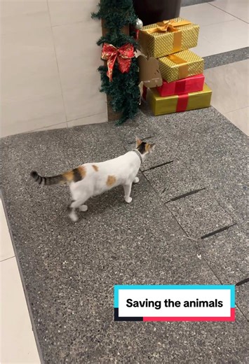 I asked one of the residents and they said she lives on the complex and just roams around 😂
