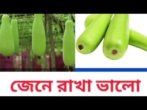 🫚🫚লাইভ🫚🫚লাউয়ের ডগা ছোট হলেও তার পুষ্টি বিশাল।