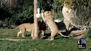 9.2K views · 421 reactions | Ever wondered why and how lions move to zoos across the country? Meet Hollie Colahan, the woman behind those decisions, and learn about her many roles protecting lions in human care and in the wild. Click through for the full video: https://youtu.be/ya5mBfW3ZcA | Denver Zoo Conservation Alliance | Facebook