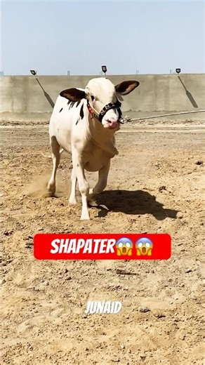 Karachi Cow Mandi | MNZ Cattle Farm #short #shorts #ytshorts #shortvideo #shortsfeed #cow