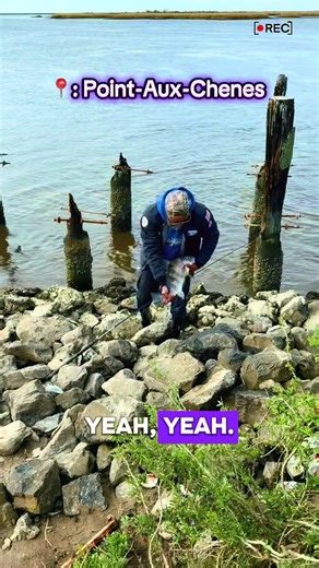 🎣 Had a tough day on the water. I usually do pretty well in this spot. Still managed to put together a decent cooler of fish. My friends & I were fishing at the dam in Point-Aux-Chenes. 🎣 Black drum are good to eat, especially smaller ones with mild, firm, white flesh, perfect for grilling, frying, or baking. #louisiana #bankfishing #fishtok #pointauxchenes #saltwaterfishing