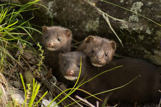 Learn About Mink in Ohio - History, Habitat, and More!