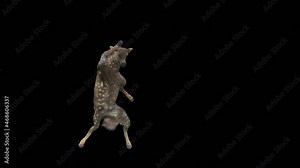 Rare polka-dotted baby zebra, Zebra Dancing, 3d rendering, Animation Loop, cartoon, included in the end of the clip with Alpha matte.