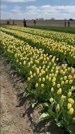 A Sea of Gold: Walking Through Endless Yellow Tulips 🌷
