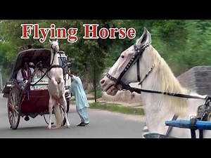 Horse Carriage Driving Traditional Transport | Horse Cart Horse Carriage Rental | Abdul Majeed Batti