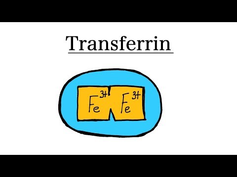 What is Transferrin? | Medicine & Hematology
