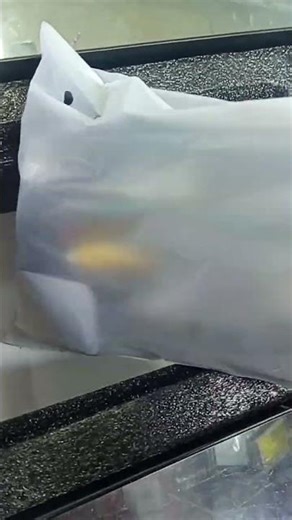 Auto mobile Lamborghini car set unboxing