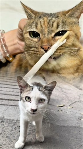 Gentle Removal of a Parasite from a Cat's Nose | Satisfying & Heartwarming Rescue