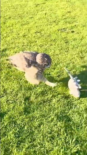 Running Owl Chasing Rat