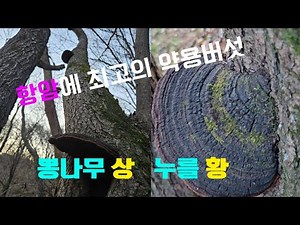 뽕나무상황버섯 산행! #뽕상황 #뽕나무상황버섯 #목질진흙버섯##phellinus linteus