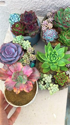 BEAUTIFUL ECHEVERIA SPECIES