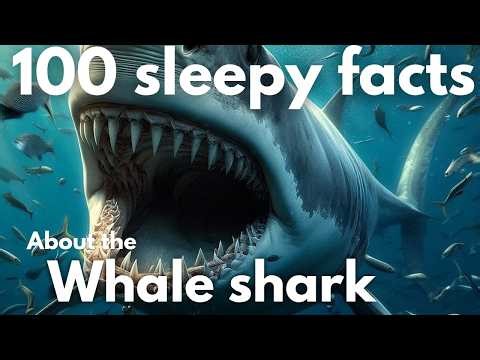 The World’s Largest Fish: Whale Shark Explained.