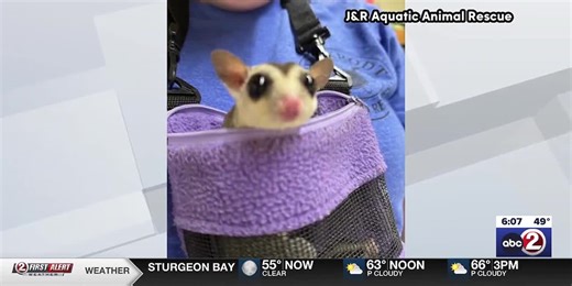 12 exotic pets surrendered at animal rescue event