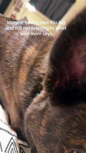 Dogs with Giant Ears: Pitty Mix with Hilariously Big Ears