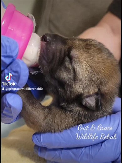 #coyotes #rescueanimals #fypシ #Coyote #rehab #release #cute #animals
