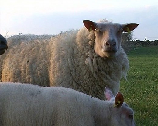 From our video "Sheepmen" this clip features pedigree sheep Rouge de L'Ouest which originated in France. | Videos of Irish Farming Life