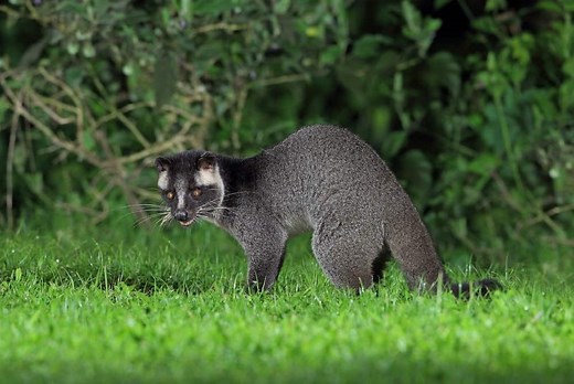 Masked Palm Civet