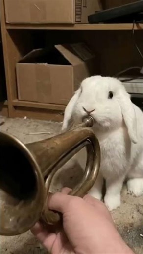 It’s Mahvel bun bun #dafunchidlc #mvc2