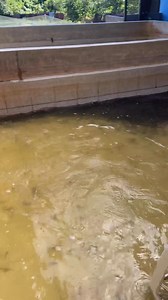 Benih patin berkualiti saiz 3inci ready stok❗️Esok Rabu(7/5/2025) penghantaran benih patin berkualiti sekitar TerengganuBenih patin bebas luka cergas dan aktif semestinya sangat sesuai untuk ternakan kolam mahupun sangkar. Hubungi kami segera di http://www.wasap.my/ 601111499983 . #benihpatinberkualiti #benihpatinmurah #benihpatinmega #pembenihanpatin #ternakkanikankolam #ternkanikansangkar #sumberperikanan #kraiaquaculture | Benih Ikan Keli -Krai Aquaculture Sejak 2004