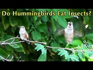 Hummingbird Catches Flying Insect real time and slow motion