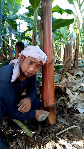 Vampire stick operation #tips #tutorial #Informative | Zacjian Vlog