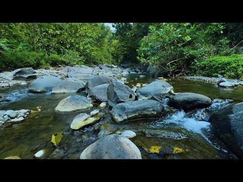 Relaxing Silent Creek and Flowing Stream for Meditation, Healing Sleep and Mental Clarity