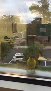 3.1K views · 134 reactions | Our Jailbird continues to visit the Scott County Jail every day. Yesterday we asked for name suggestions and today we have 18 different names flying around! Can you help us out by taking this survey and choose a name for our friend? https://www.surveymonkey.com/r/NXNNGWQ | Scott County Sheriff's Office | Facebook