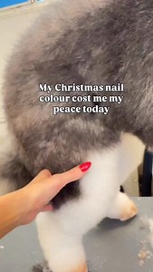 Me every 3 seconds 👀 #doggrooming #doggroomingtips | Pretty Penni Mobile Dog Grooming