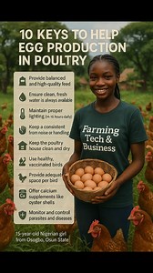 10 Keys to help Egg Production #egg #livestock #poultry #AgribusinessTips #PoultryFarming | Farming Tech& Business
