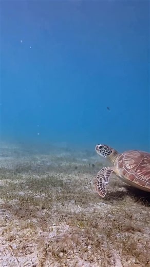 Nath ♒︎ Ocean-Minded ♒︎ 🇫🇷🇺🇸 on Instagram: "Green sea turtles are basically the lawn mowers of the ocean 🐢🌱 By grazing on seagrass, they keep underwater meadows healthy, productive, and full of life. Clear water, happy turtle, thriving ecosystem Shot on DJI Osmo Action 5 Please respect wildlife . . . . . . . . . . . . . . . . . . . . . . . #greenturtle #seagrass #marinelife #oceanhealth #underwatervideo #sealife #oceanconservation #wildlifevideo #tropicalwaters #clearwater #marineecosystem