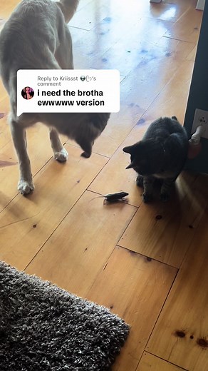 Alien vs Predator Belly Buster Reaction