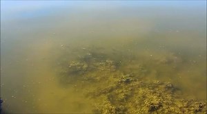 There are still fish in the Salton Sea! 🐠🐠🐠 Video footage of what we believe to be Desert pupfish feeding in a current near a rocky outcrop. There are also mosquitofish or possibly sailfin mollies, (smaller, dark fish in the foreground). These species are euryhaline fish. It means they can adapt to a wide range of salinities - fresh, brackish and even hypersaline water. This is good news for the birds that rely on the Salton Sea! Brown pelicans and terns were seen diving in this location, hun