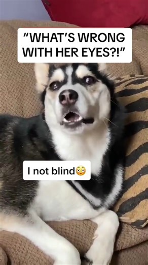 Whats up with this husky’s eyes Maya the husky has partial heterochromial, in both eyes This cau | Maya Husky
