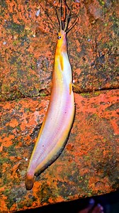 5.7K views · 24 reactions | Kuhli loach fish ? | Kolkata Fishing | Facebook