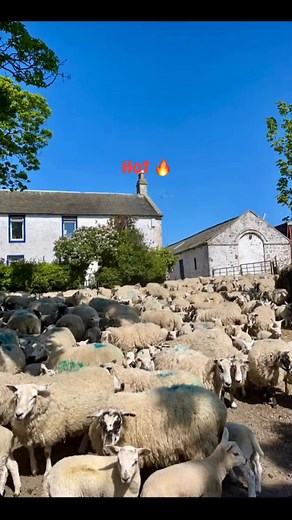 2.5K views · 73 reactions | When sheep farming in may in Scotland gbsct suddenly feels like the south of Spain  路‍♀️  ☀️ #notcomplaining #scottishfarming #thisfarminglife | Hillhead Farm | Facebook