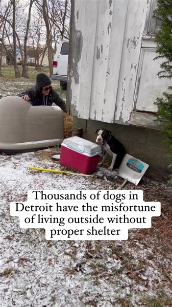 24K views · 642 reactions | We are trying to raise funds to purchase 100 igloos for 100 souls living outdoors in Detroit. Proper shelter with straw is literally the difference between life and death for outdoor dogs. Please consider donating to our fundraiser linked in our to help save lives ♥️. #LifesavingSupplies #shelter #doghouse #outreach #nonprofit #fundraiser #DogAide #detroit #wintertime #donationsneeded | Dog Aide | Facebook