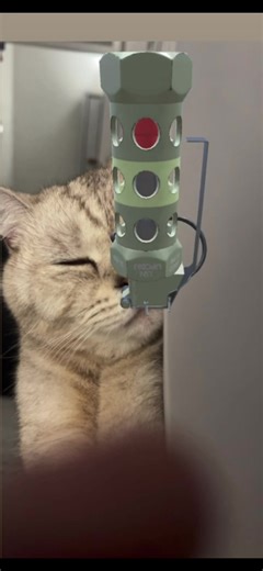 Flashbang Cat Moments That Will Make You Laugh