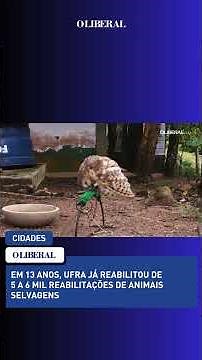Em 13 anos, UFRA já reabilitou de 5 a 6 mil reabilitações de animais silvestres